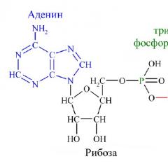 Дихателна верига и синтез на АТФ АТФ синтетазата се намира в митохондриите