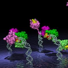 Състав и структура на протеините
