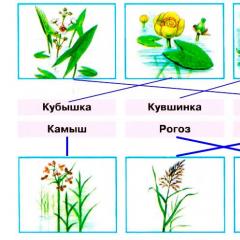 Жизнь в пресных водах окружающий мир 4