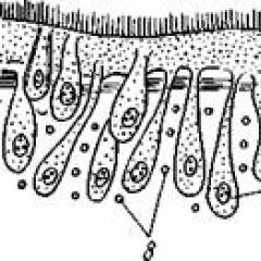 Ресничная личинка. Ресничные черви. Подотряды ресничных червей