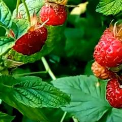 सर्दियों के लिए स्वादिष्ट रास्पबेरी जैम: सरल रास्पबेरी जैम रेसिपी