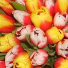 انتخاب دسته گل برای روز مادر: توصیه گلفروشان چه گلهایی به مامان بدهم