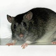 Крыса укусила во сне: толкование по соннику