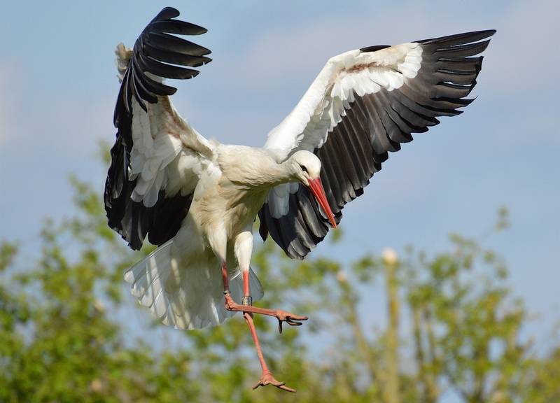 Սպիտակ արագիլ՝ նկարագրություն լուսանկարով։ Արագիլ թռչուն. Արագիլի  թռչունների ապրելակերպը և ապրելավայրը
